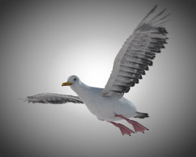 seagull bird pbr rigged low poly 3D Model .c4d .max .obj .3ds .fbx .stl .blend