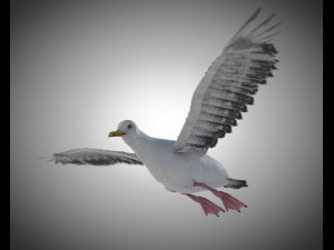 seagull bird pbr rigged low poly 3D Model