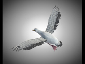 seagull bird pbr rigged low poly 3D Model