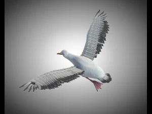 seagull bird pbr rigged low poly 3D Model