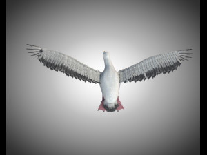 seagull bird pbr rigged low poly 3D Model