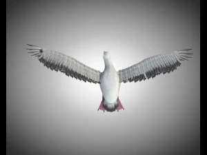 seagull bird pbr rigged low poly 3D Model