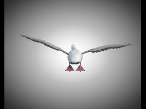 seagull bird pbr rigged low poly 3D Model