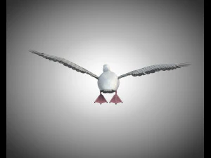 seagull bird pbr rigged low poly 3D Model