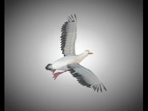 seagull bird pbr rigged low poly 3D Model