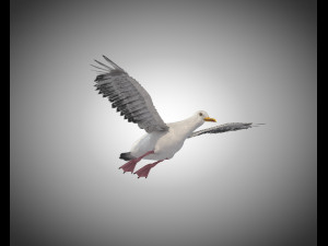 seagull bird pbr rigged low poly 3D Model