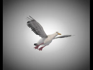 seagull bird pbr rigged low poly 3D Model
