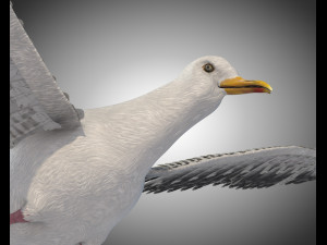 seagull bird pbr rigged low poly 3D Model