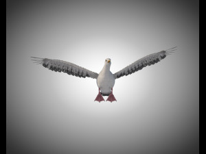 seagull bird pbr rigged low poly 3D Model