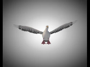 seagull bird pbr rigged low poly 3D Model