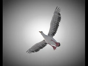 seagull bird pbr rigged low poly 3D Model