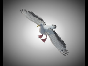seagull bird pbr rigged low poly 3D Model