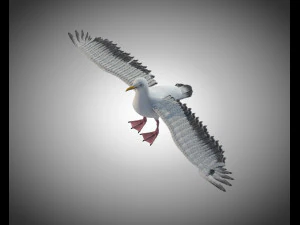 seagull bird pbr rigged low poly 3D Model
