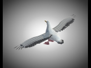 seagull bird pbr rigged low poly 3D Model