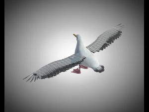 seagull bird pbr rigged low poly 3D Model