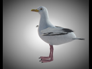 seagull bird pbr rigged low poly 3D Model