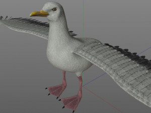 seagull bird pbr rigged low poly 3D Model
