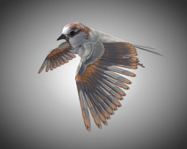 sparrow bird pbr rigged low poly 3D Model .c4d .max .obj .3ds .fbx .stl .blend