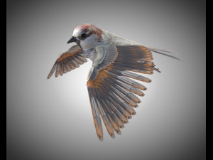 sparrow bird pbr rigged low poly 3D Model