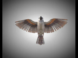 sparrow bird pbr rigged low poly 3D Model
