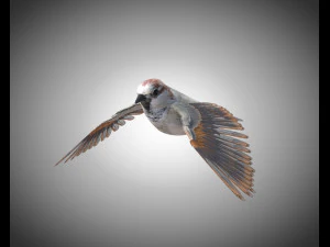 sparrow bird pbr rigged low poly 3D Model