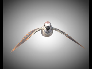 sparrow bird pbr rigged low poly 3D Модель