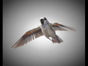 sparrow bird pbr rigged low poly 3D Model