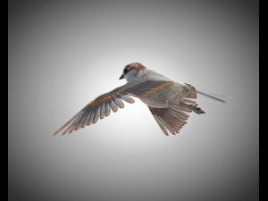 sparrow bird pbr rigged low poly 3D Модель