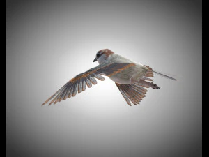 sparrow bird pbr rigged low poly 3D Model