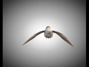 sparrow bird pbr rigged low poly 3D Model