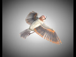 sparrow bird pbr rigged low poly 3D Model