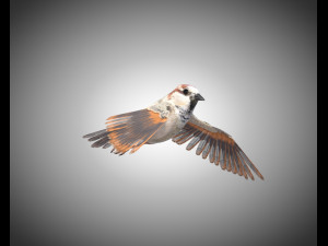 sparrow bird pbr rigged low poly 3D Модель
