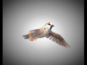 sparrow bird pbr rigged low poly 3D Model