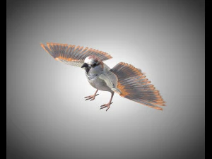 sparrow bird pbr rigged low poly 3D Model
