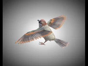 sparrow bird pbr rigged low poly 3D Model