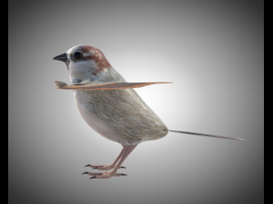 sparrow bird pbr rigged low poly 3D Модель