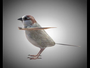 sparrow bird pbr rigged low poly 3D Model