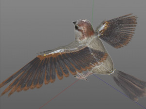 sparrow bird pbr rigged low poly 3D Модель