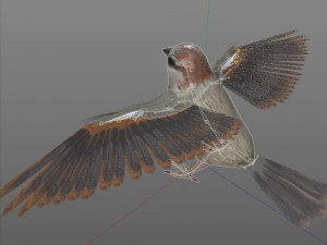sparrow bird pbr rigged low poly 3D Model