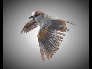 sparrow bird pbr rigged low poly 3D Модель