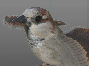 sparrow bird pbr rigged low poly 3D Model