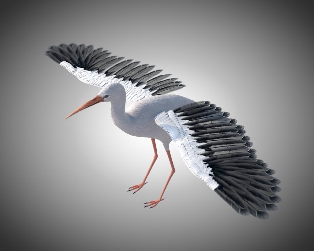 stork bird pbr rigged low poly 3D 模型 .c4d .max .obj .3ds .fbx .stl .blend 