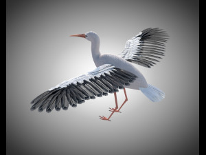 stork bird pbr rigged low poly 3D 模型