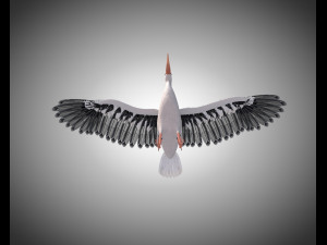 stork bird pbr rigged low poly 3D 模型