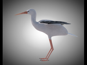 stork bird pbr rigged low poly 3D 模型