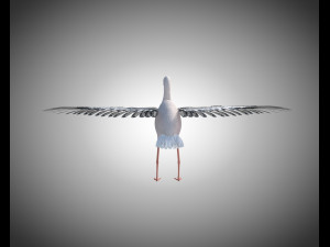 stork bird pbr rigged low poly 3D 模型