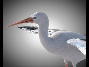 stork bird pbr rigged low poly 3D 模型