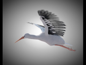 stork bird pbr rigged low poly 3D 模型