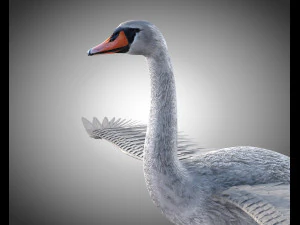 swan bird pbr rigged low poly 3D Model