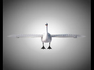 swan bird pbr rigged low poly 3D Model